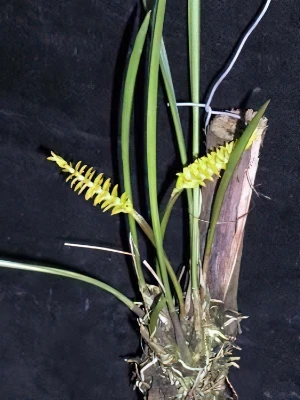 Bild von Dendrochilum ianiariense 3